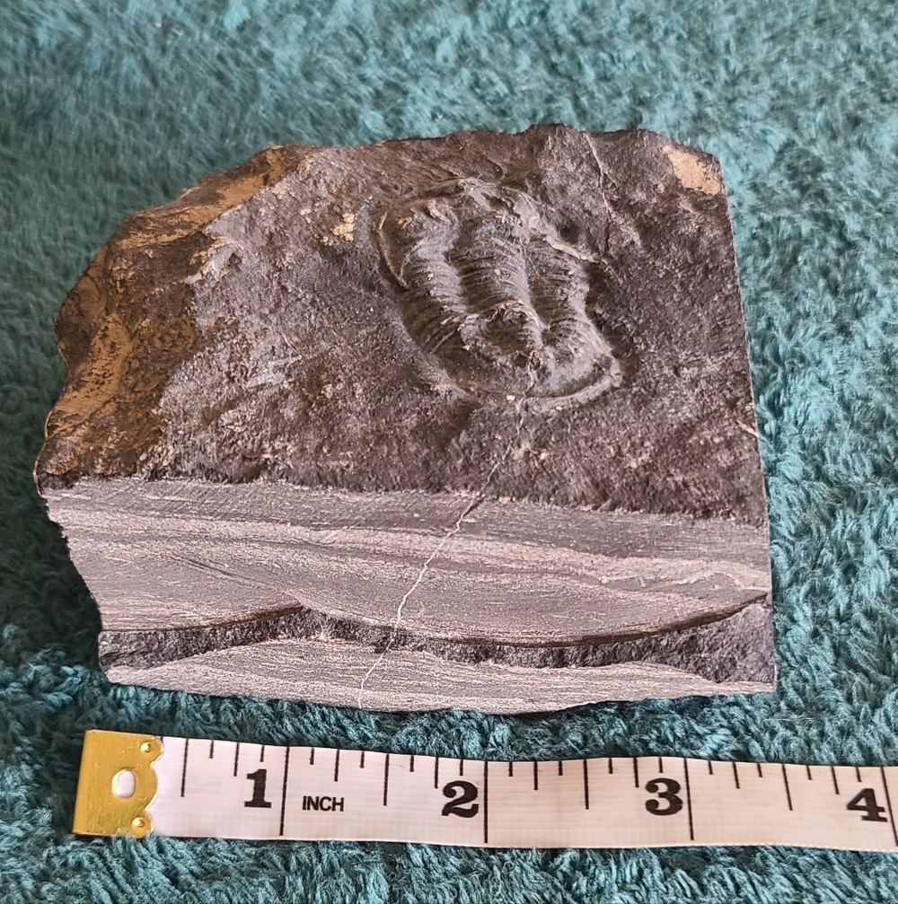 Trillobite Fossil Stone - Picture 8 of 10